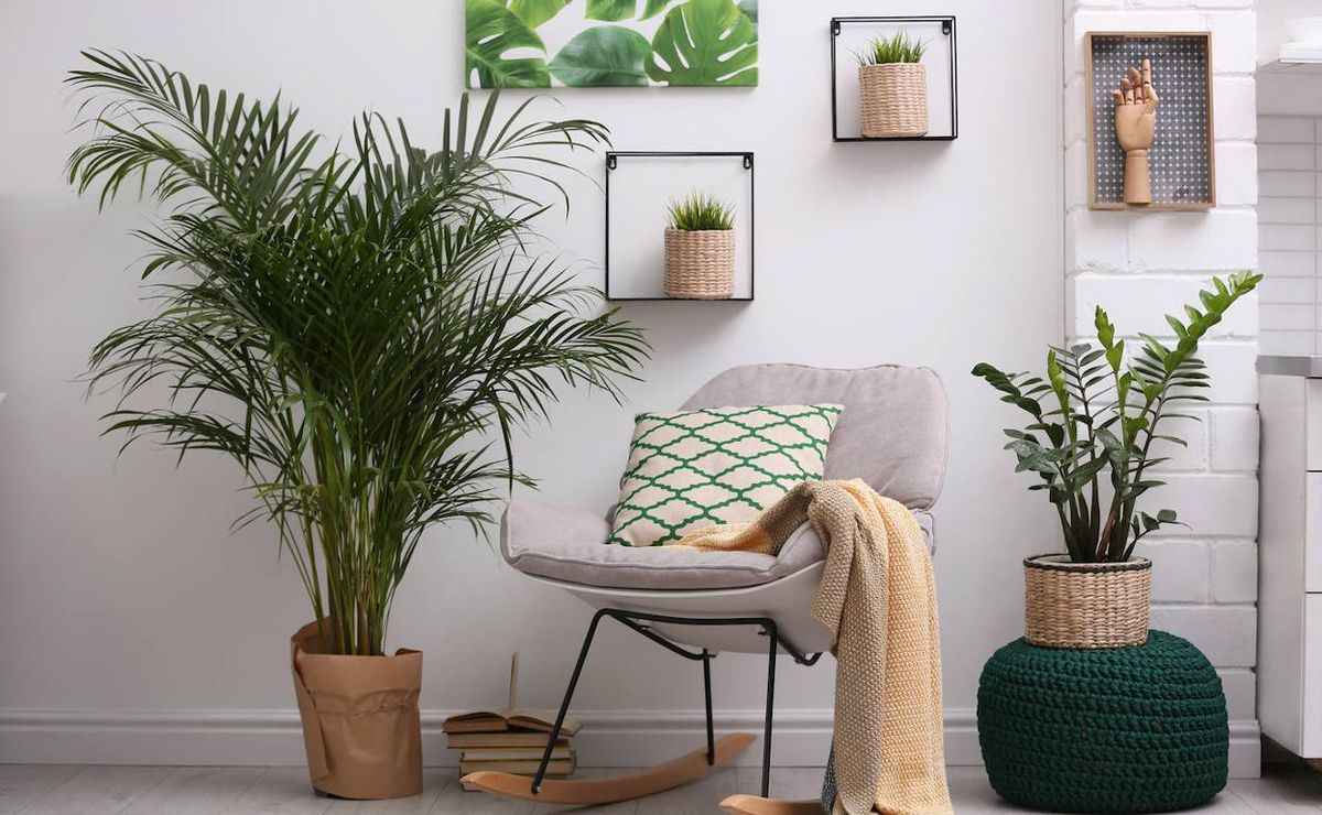 ¿Cómo cuidar tus plantas de interior de las plagas?