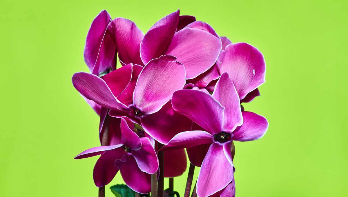 Violeta de los Alpes: cómo cuidar la flor de hermoso color que sobrevive al invierno