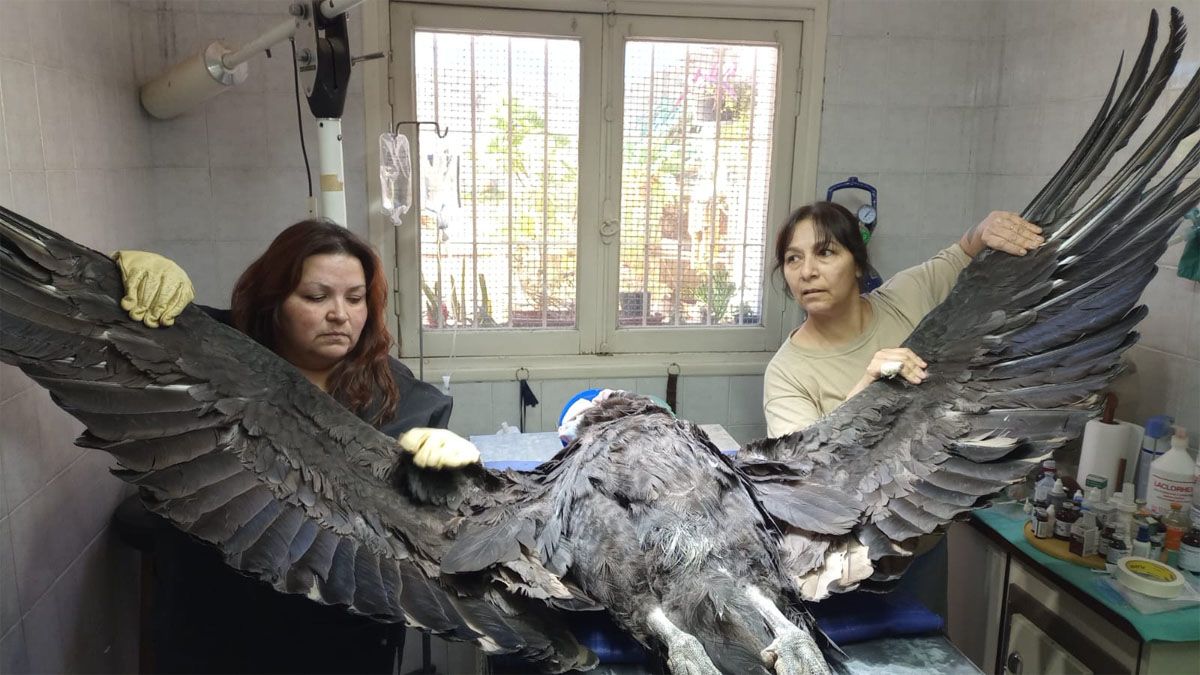 En la Fundación Cullunche anestesiaron al cóndor para evaluarlo por completo. Dormido pudieron medir su extensión. En la Fundación Cullunche anestesiaron al cóndor para evaluarlo por completo. Dormido pudieron medir su extensión.