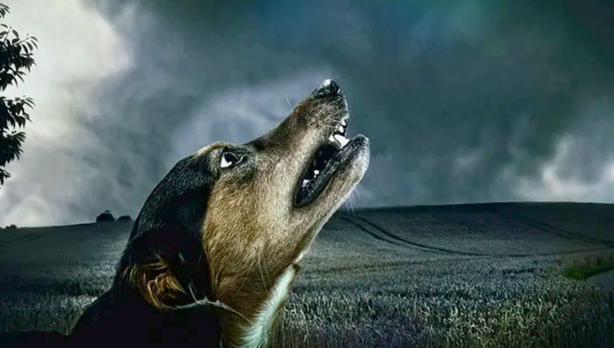Si tu perro ladra durante la noche o la madrugada, te contamos qué significa