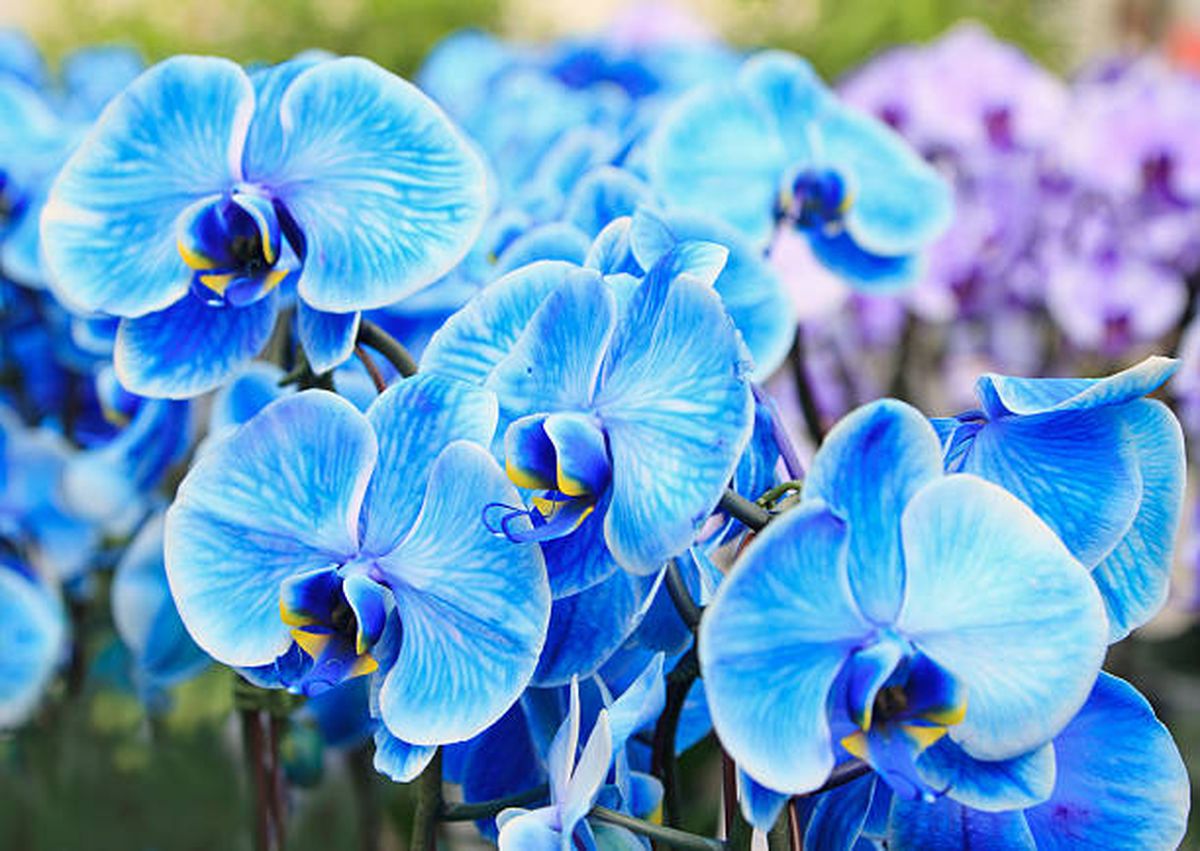 Las orquídeas azules son las más difíciles de hallar. Las orquídeas azules son las más difíciles de hallar.