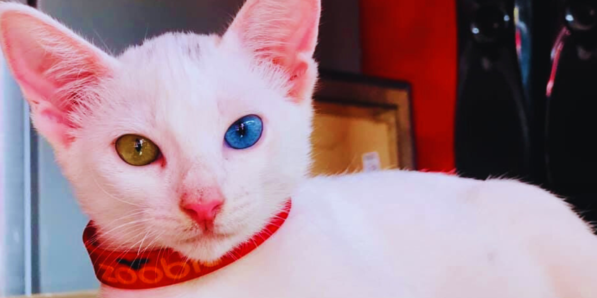 ¿Qué significa que ciertos gatos tengan un ojo de distinto color y por