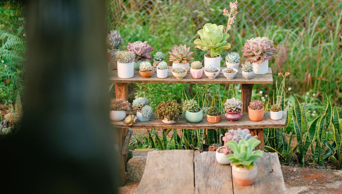 Los cactus son plantas originarias del continente americano y muy vistos en argentina. Los cactus son plantas originarias del continente americano y muy vistos en argentina.