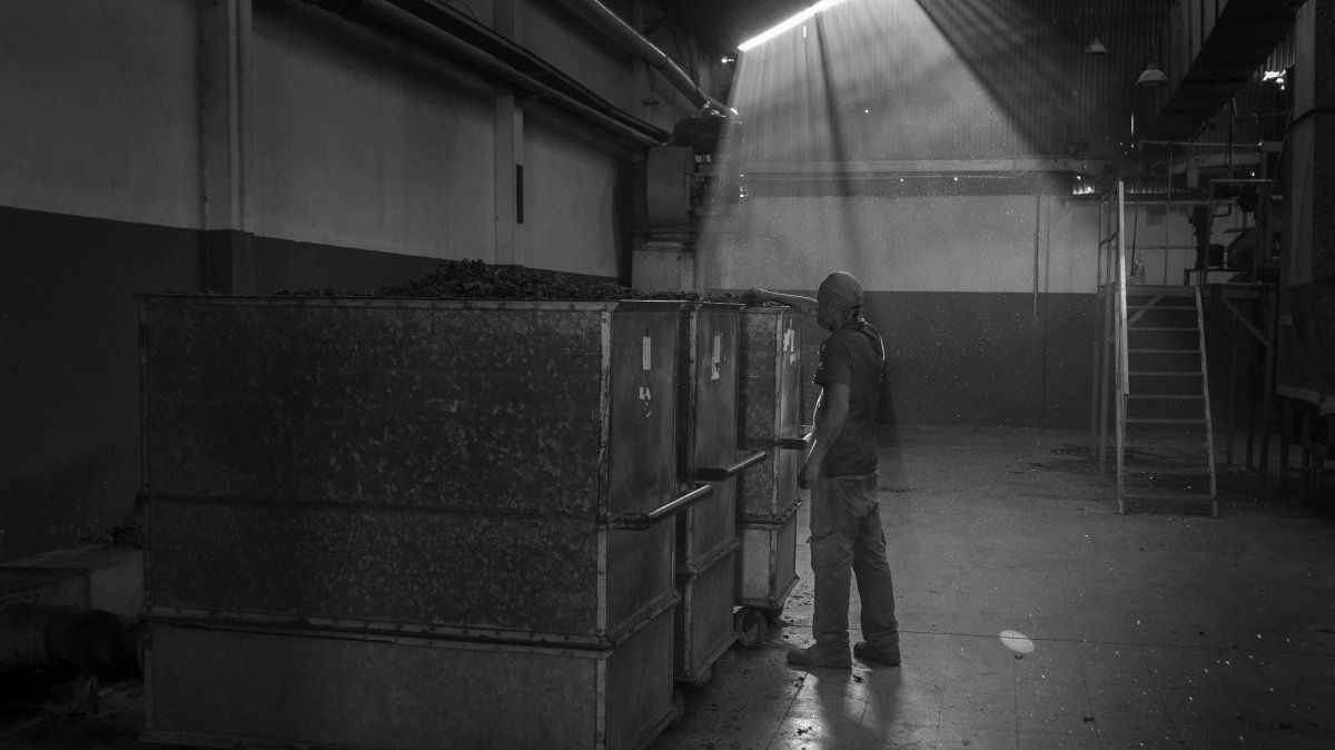 Un operario controla la acelga recién deshidratada en la fabrica recuperada&nbsp; Cooperativa La Terre, Guaymallén, Mendoza, Argentina. (Foto Maximiliano Ríos)