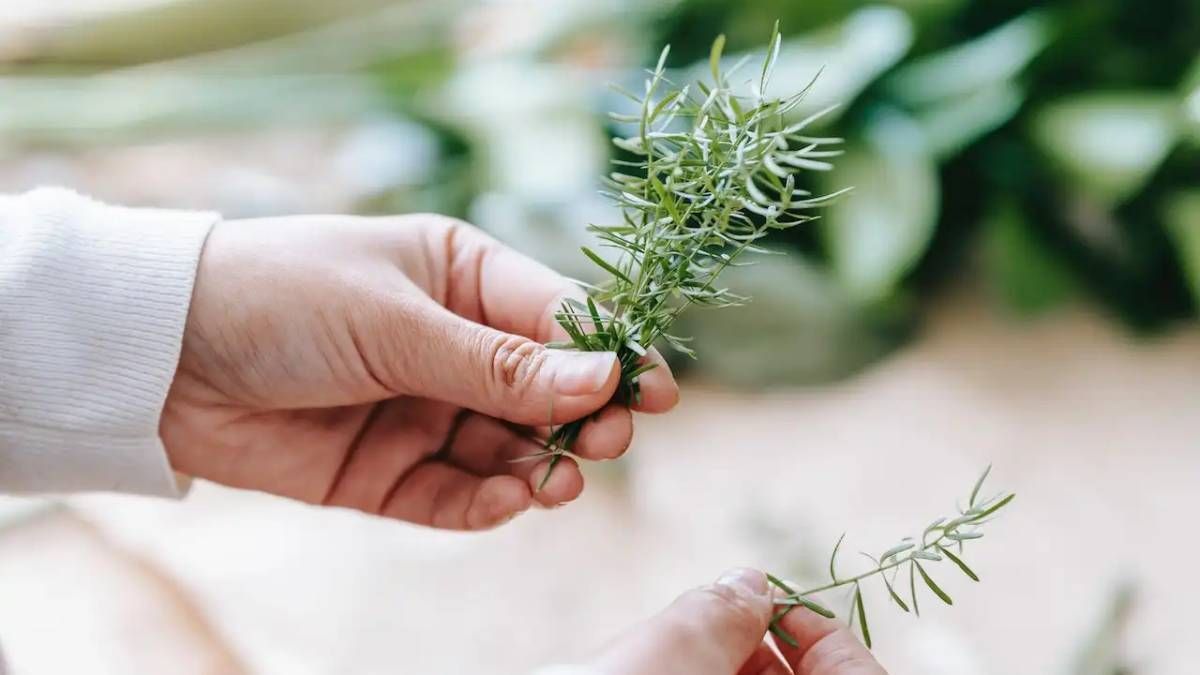 Qué significa que haya romero en tu cocina según el Feng Shui