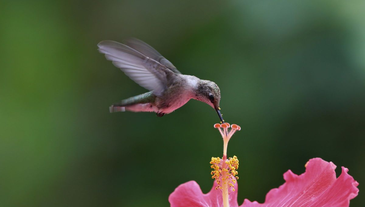 En Cuba, el colibrí recibe el apodo de zunzún por el sonido que emite al volar y solo existen dos especies en la isla En Cuba, el colibrí recibe el apodo de zunzún por el sonido que emite al volar y solo existen dos especies en la isla