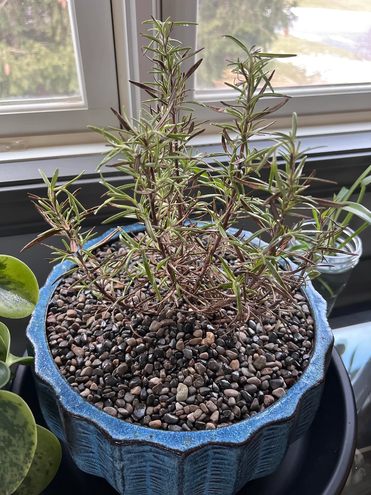 La prueba en cuestión se realiza con un cuchillo o una uña La prueba en cuestión se realiza con un cuchillo o una uña