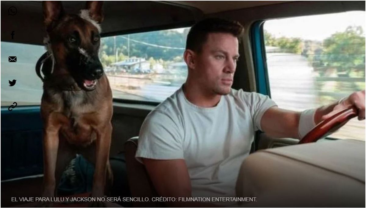 Streaming. HBO Max tiene la increíble historia para amantes de los perros. Streaming. HBO Max tiene la increíble historia para amantes de los perros.