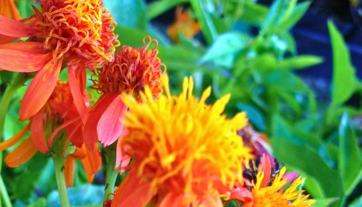 Esta planta trepadora requiere pleno sol aunque se adapta a la sombra parcial. Imagen: Freepik Esta planta trepadora requiere pleno sol aunque se adapta a la sombra parcial. Imagen: Freepik