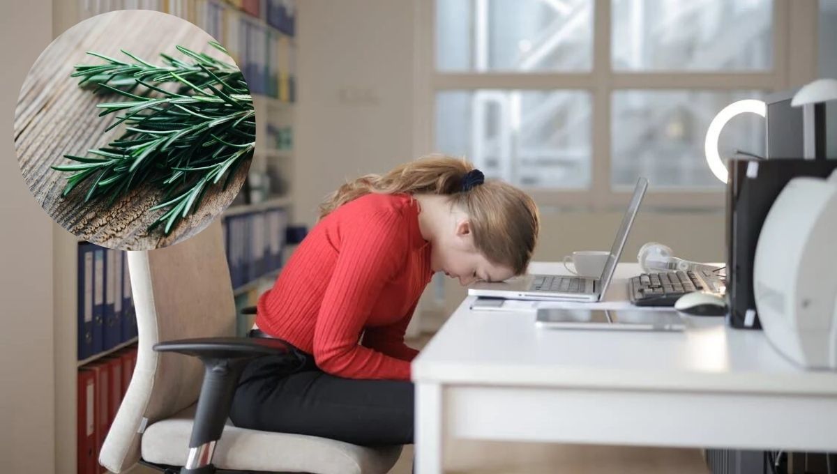 La planta de romero es un excelente estimulador cognitivo