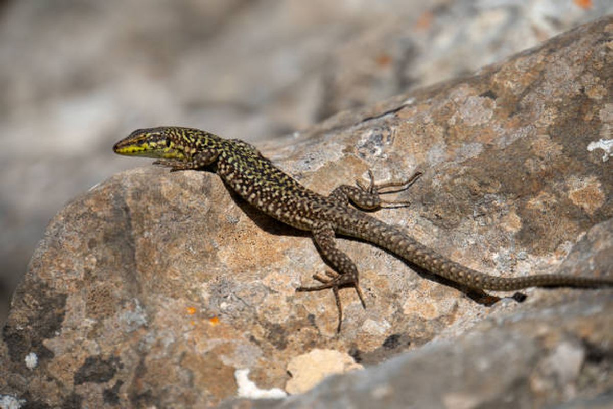 Si no te gusta la presencia de lagartijas en casa, se sugiere ahuyentarla con t&eacute;cnicas naturales.