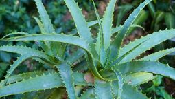 Si tenés una planta de aloe vera en tu casa, te contamos qué significa y qué beneficios trae a tu hogar. Fuente: Canva Si tenés una planta de aloe vera en tu casa, te contamos qué significa y qué beneficios trae a tu hogar. Fuente: Canva
