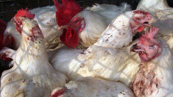 Mataron aves en Holanda e Inglaterra por la gripe aviar
