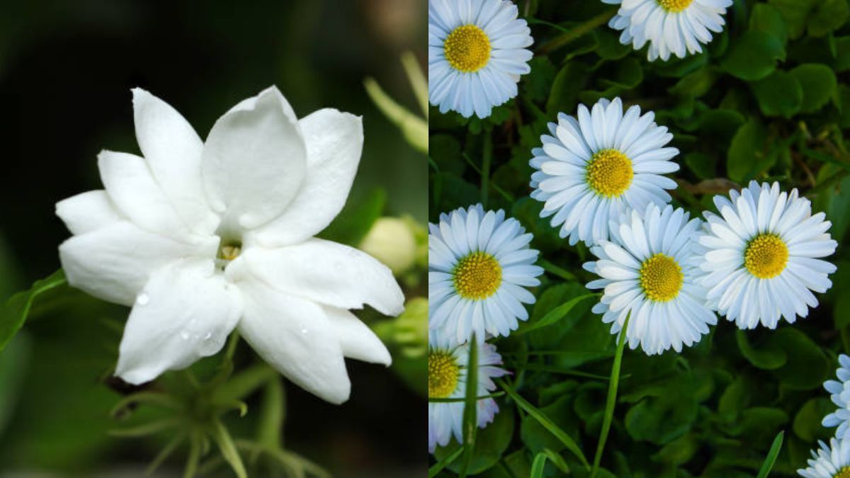 Ni jazmín ni margaritas: la planta con flores elegantes que ayuda a combatir el estrés y reduce la hipertensión