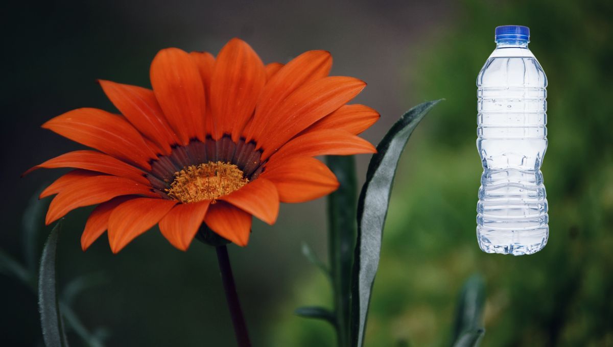 Crea un gotero para tus plantas usando una botella y olvídate de regarlas en vacaciones