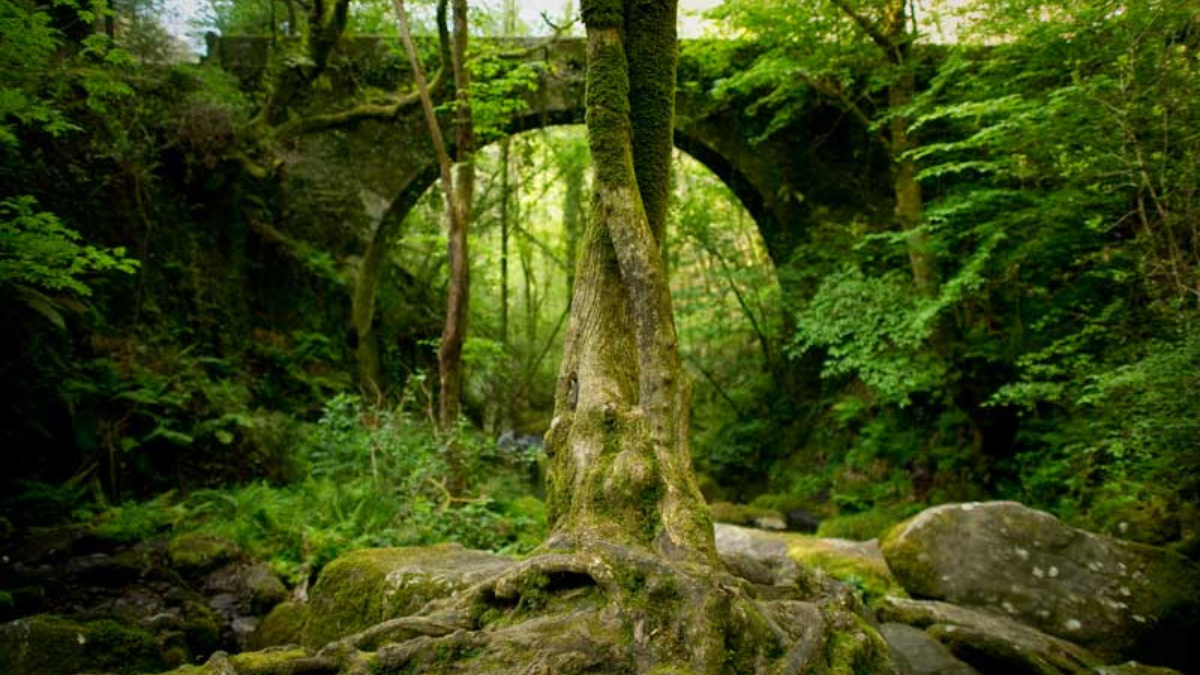 El pueblo de Pontevedra tiene una rica historia que se remonta a antiguos tiempos. El pueblo de Pontevedra tiene una rica historia que se remonta a antiguos tiempos.
