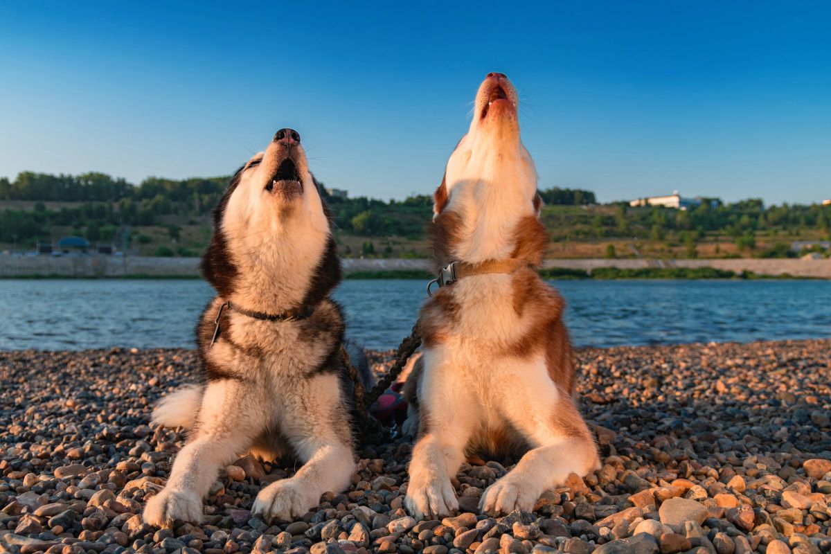 Qué significa que mi perro aulle: por qué lo hace