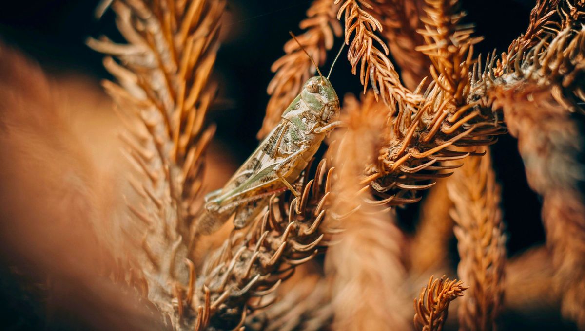 Es muy com&uacute;n escuchar y ver durante el d&iacute;a a un saltamontes, est&eacute;s donde est&eacute;s ya sea campo o ciudad. &nbsp;