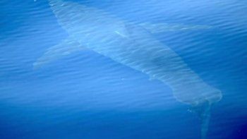 Hallaron a un tiburón blanco en aguas españolas