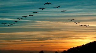 Así nos alertan las aves del cambio climático
