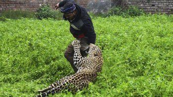 Estremecedoras imágenes de un leopardo que ataca una ciudad en India