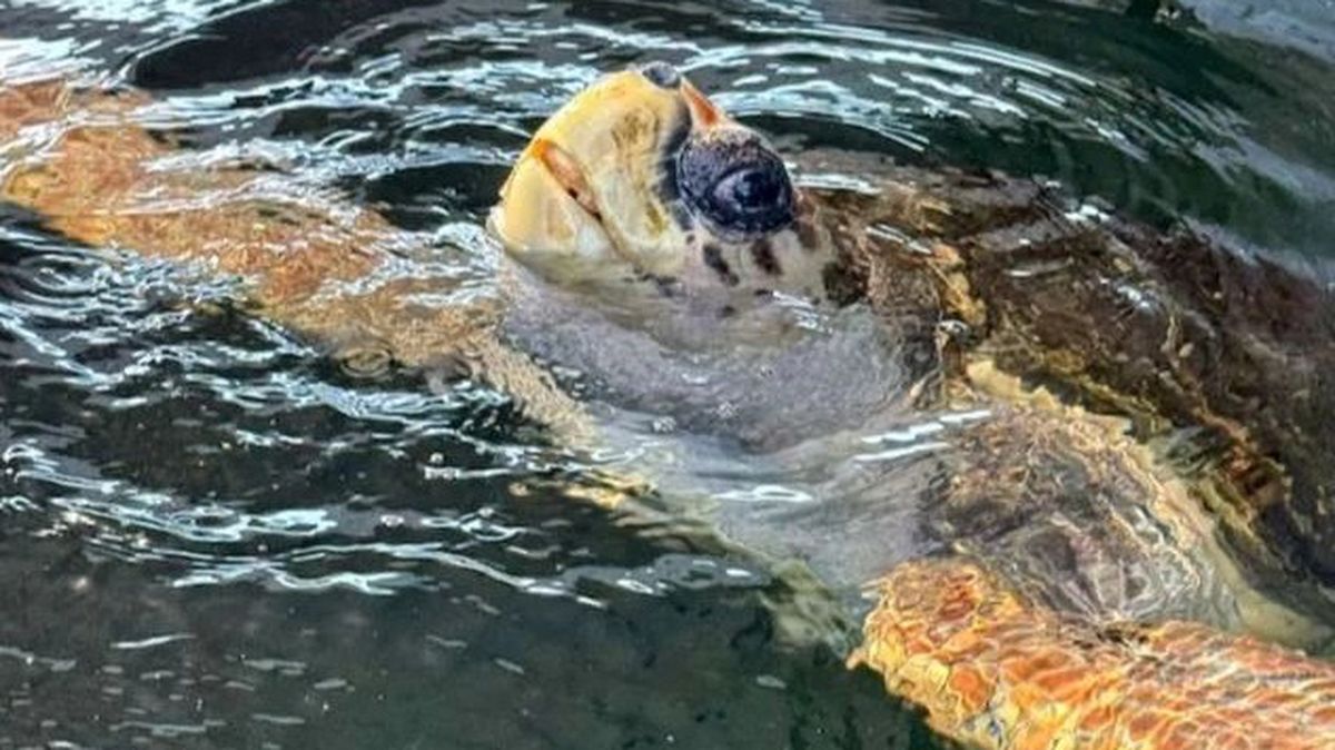 El documental sobre el tortugo Jorge entró en la etapa final de su producción
