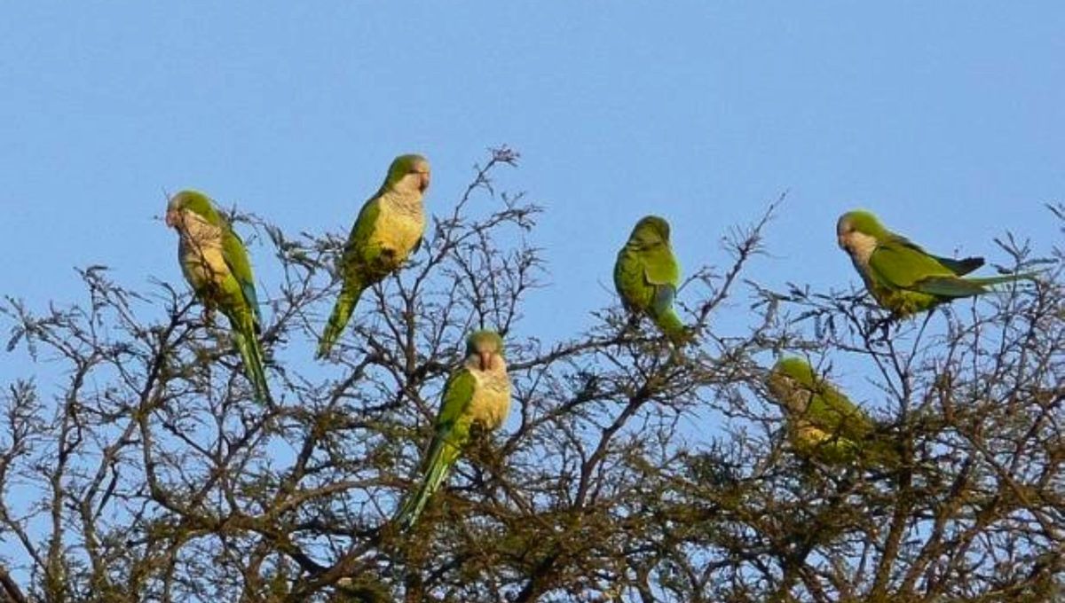 Si ves o escuchas catitas cerca de tu casa, te contamos qué significa y por qué es bueno