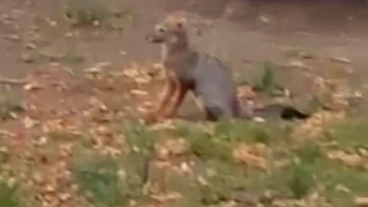 Un zorro merodea por el centro de Mendoza y un vecino lo grabó en video