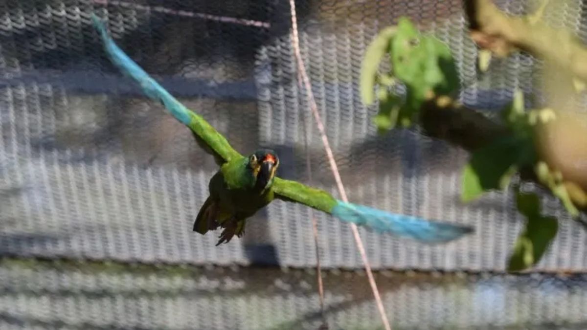 Maracan&aacute; lomo rojo. (Foto: Carlos Garc&iacute;a L&oacute;pez)