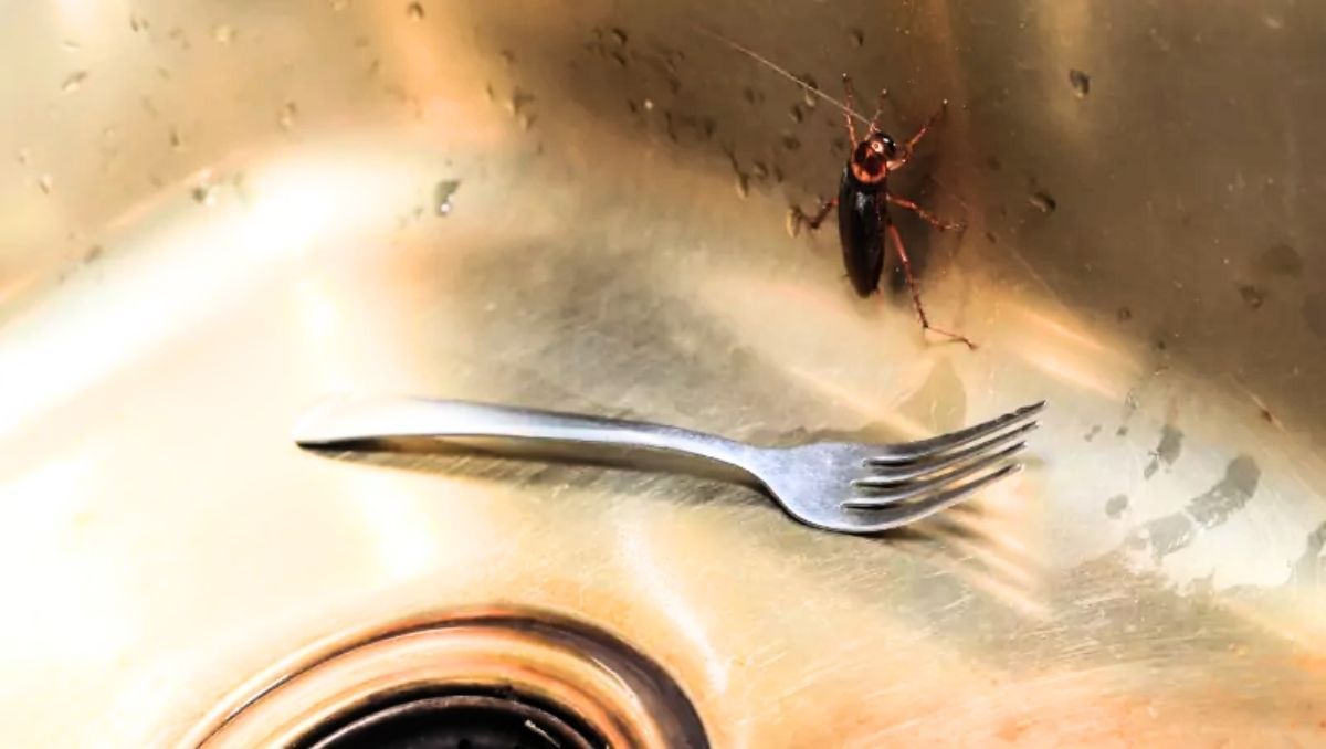 Las cucarachas de la cocina pueden ser ahuyentadas con elementos caseros&nbsp;