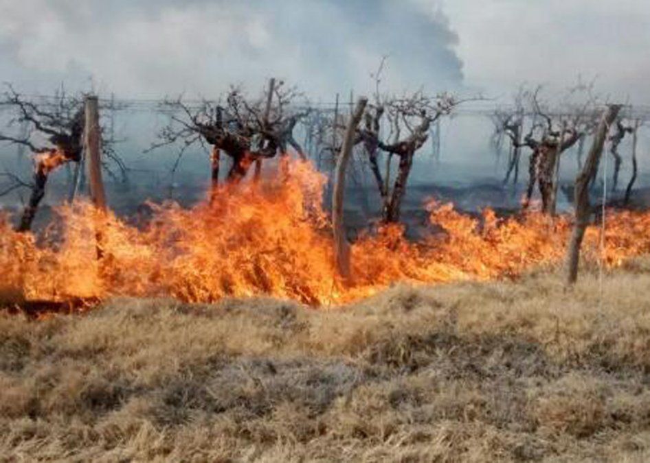 Se quemaron plantaciones de olivo en una finca en Rama Caída