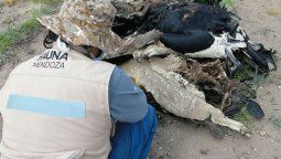 Pueblos originarios alarmados por la masacre contra cóndores Pueblos originarios alarmados por la masacre contra cóndores