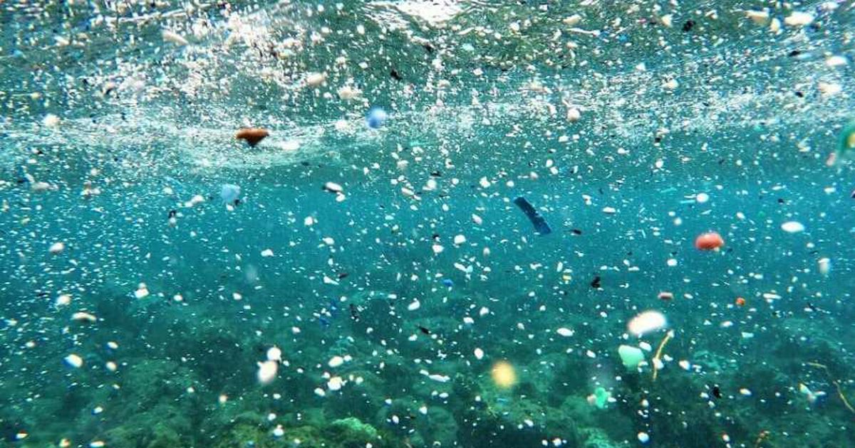 Copépodos: los diminutos animales que hunden cientos de partículas de plástico diarias