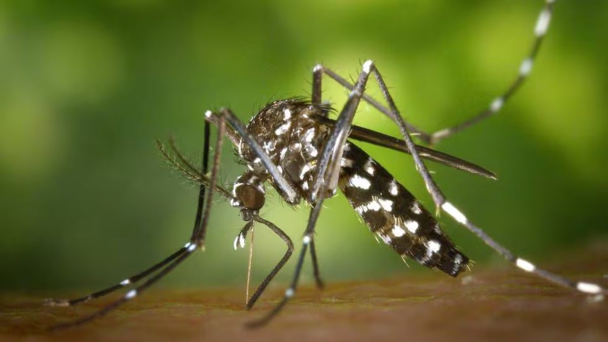 Científicos colombianos están revolucionando la lucha contra el dengue. (Foto: Pixabay)