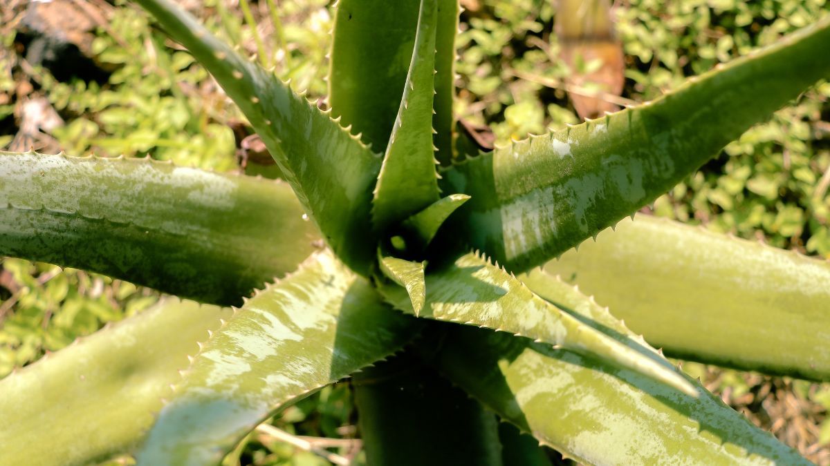 Por qué tener aloe vera en casa: el poderoso beneficio del Feng Shui