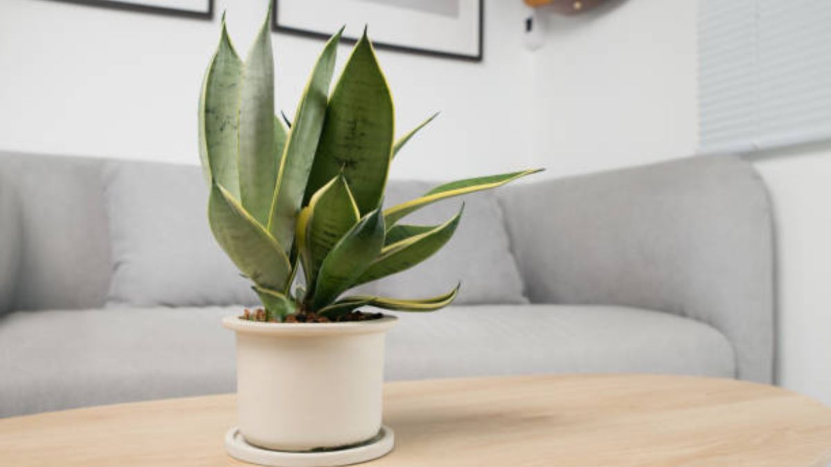 La lengua de suegra o sansevieria es una planta caracterizada por su belleza significativa.