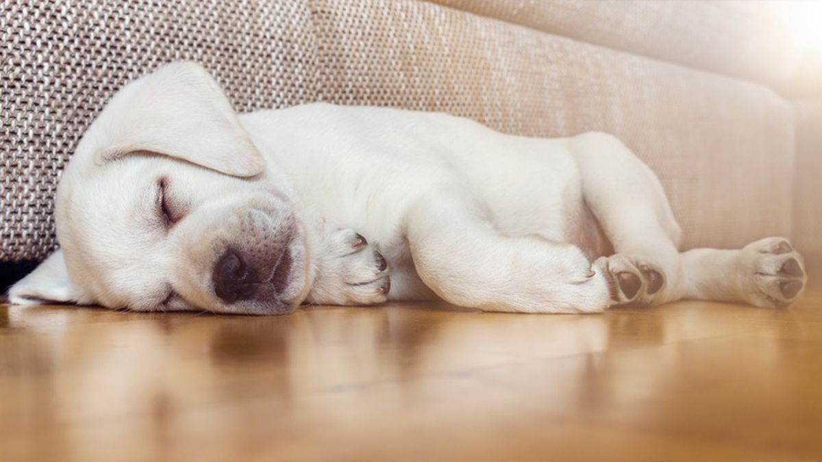Las fases de sueño del perro son las mismas que ocurren en las personas.
