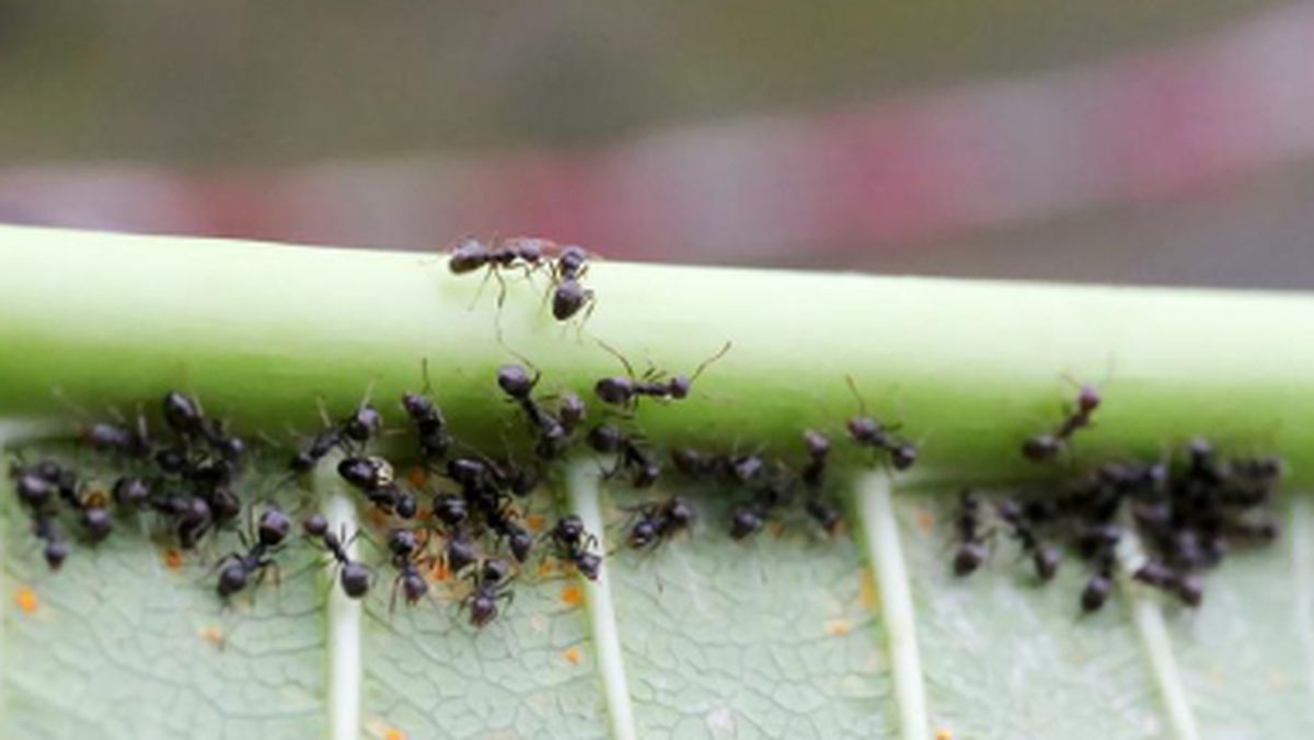 Hay trucos de jardin que espantan a las hormigas en pocos días.