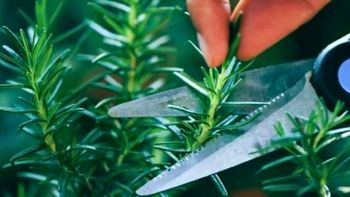 Cómo podar la planta de romero para evitar que pierda su color y aroma en verano Cómo podar la planta de romero para evitar que pierda su color y aroma en verano