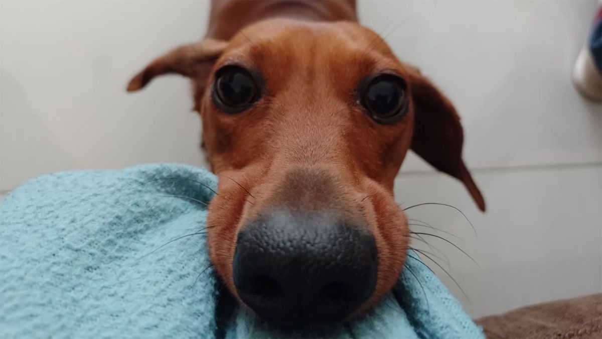 El perro tiene una memoria que inspira a investigar con profundidad.