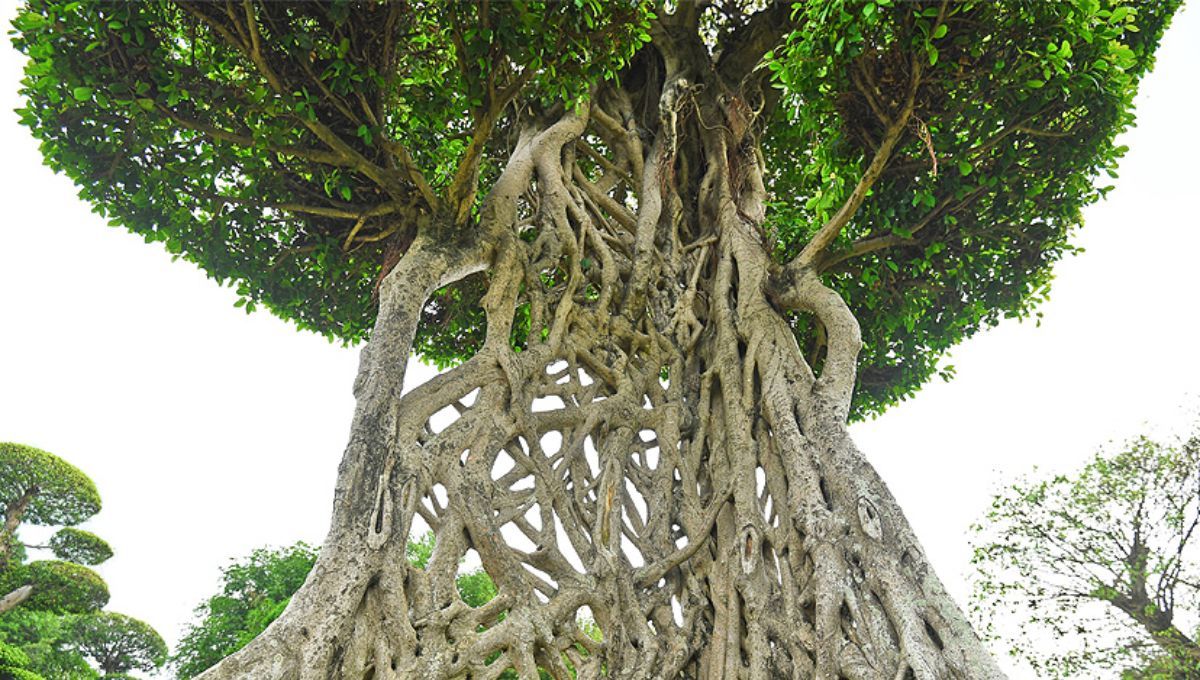 El árbol de América del Sur que nace en las alturas en vez de en el suelo: supera los 500 años