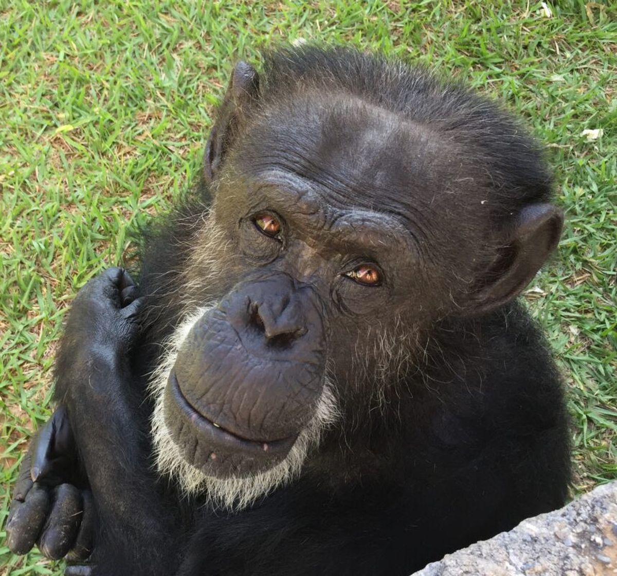 Cecilia, la mona que marcó un hito en la dignidad animal. Un fallo la consideró persona no humana con derechos. Cecilia, la mona que marcó un hito en la dignidad animal. Un fallo la consideró persona no humana con derechos.