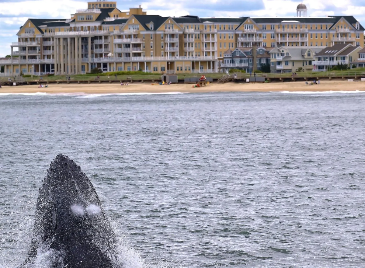 Los delfines nadan cerca de la costa de Spring Lake, ofreciendo un espectáculo natural que asombra a los visitantes de la playa. Los delfines nadan cerca de la costa de Spring Lake, ofreciendo un espectáculo natural que asombra a los visitantes de la playa.
