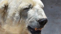 Tras la muerte del Oso Arturo
