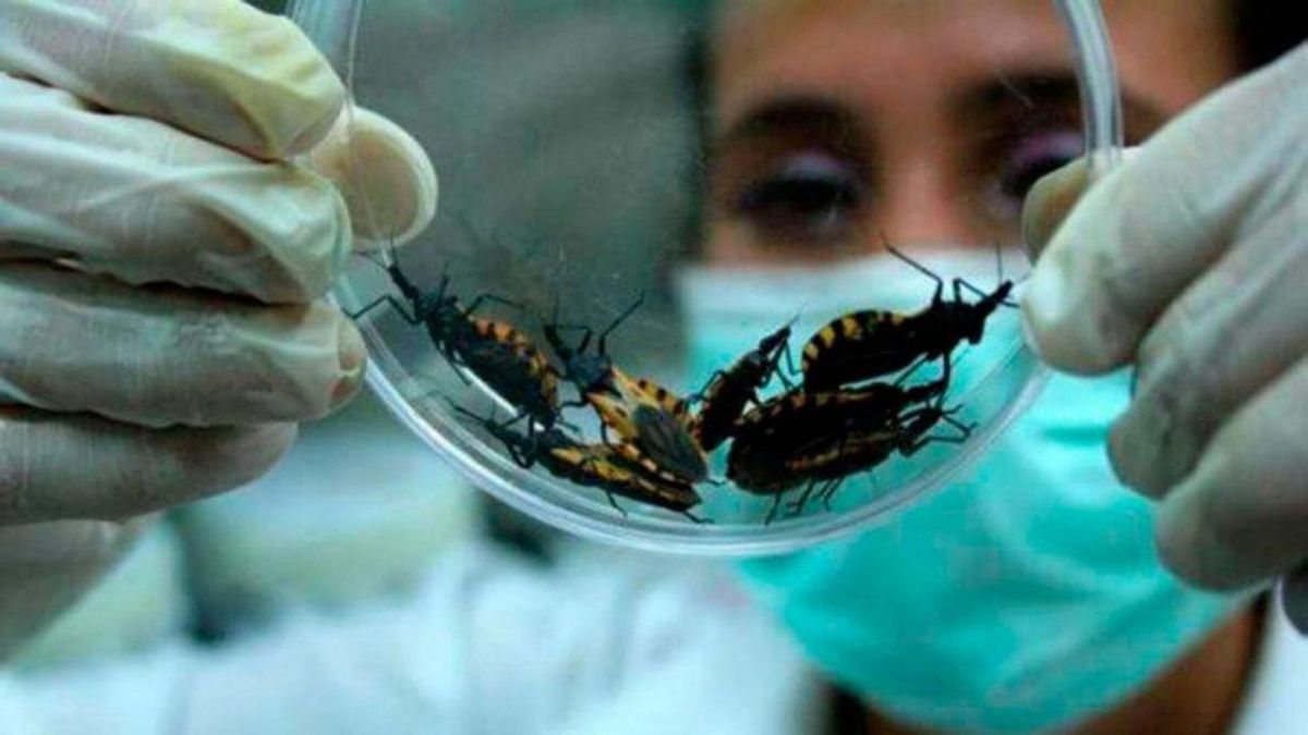 El 14 de abril es el Día Mundial de la Enfermedad de Chagas. 