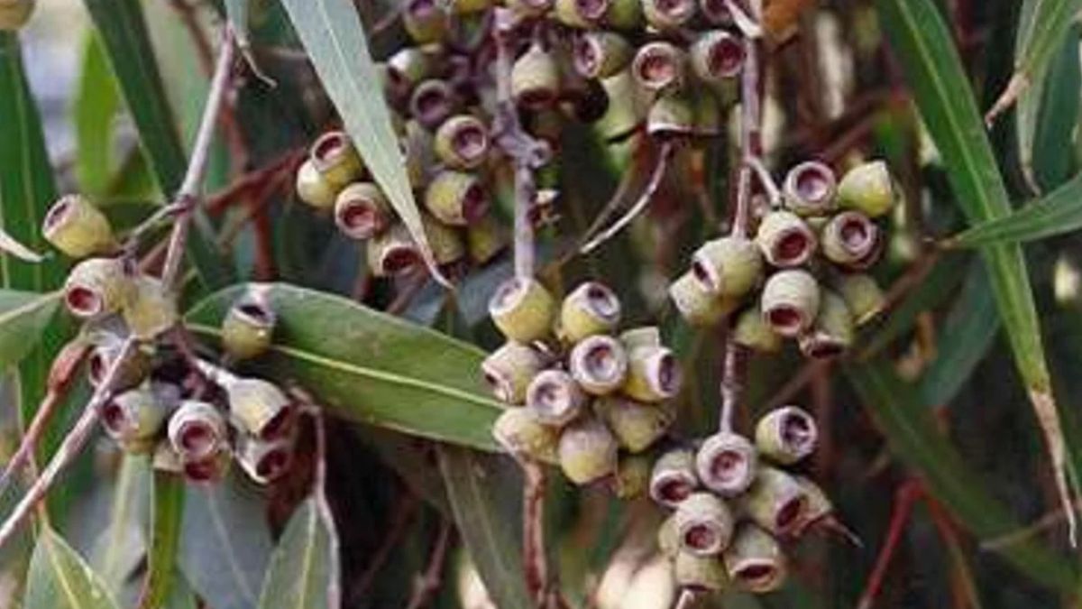 Con hojas de Eucaliptus y limón se puede generar un repelente casero y eficaz para ahuyentar mosquitos Con hojas de Eucaliptus y limón se puede generar un repelente casero y eficaz para ahuyentar mosquitos