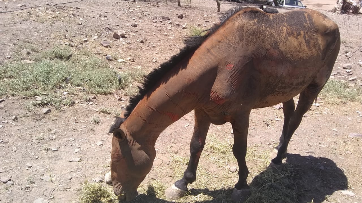 Cuando llegaron ya no había nada para hacer porque el fuego había quemado todo. Cuando llegaron ya no había nada para hacer porque el fuego había quemado todo.