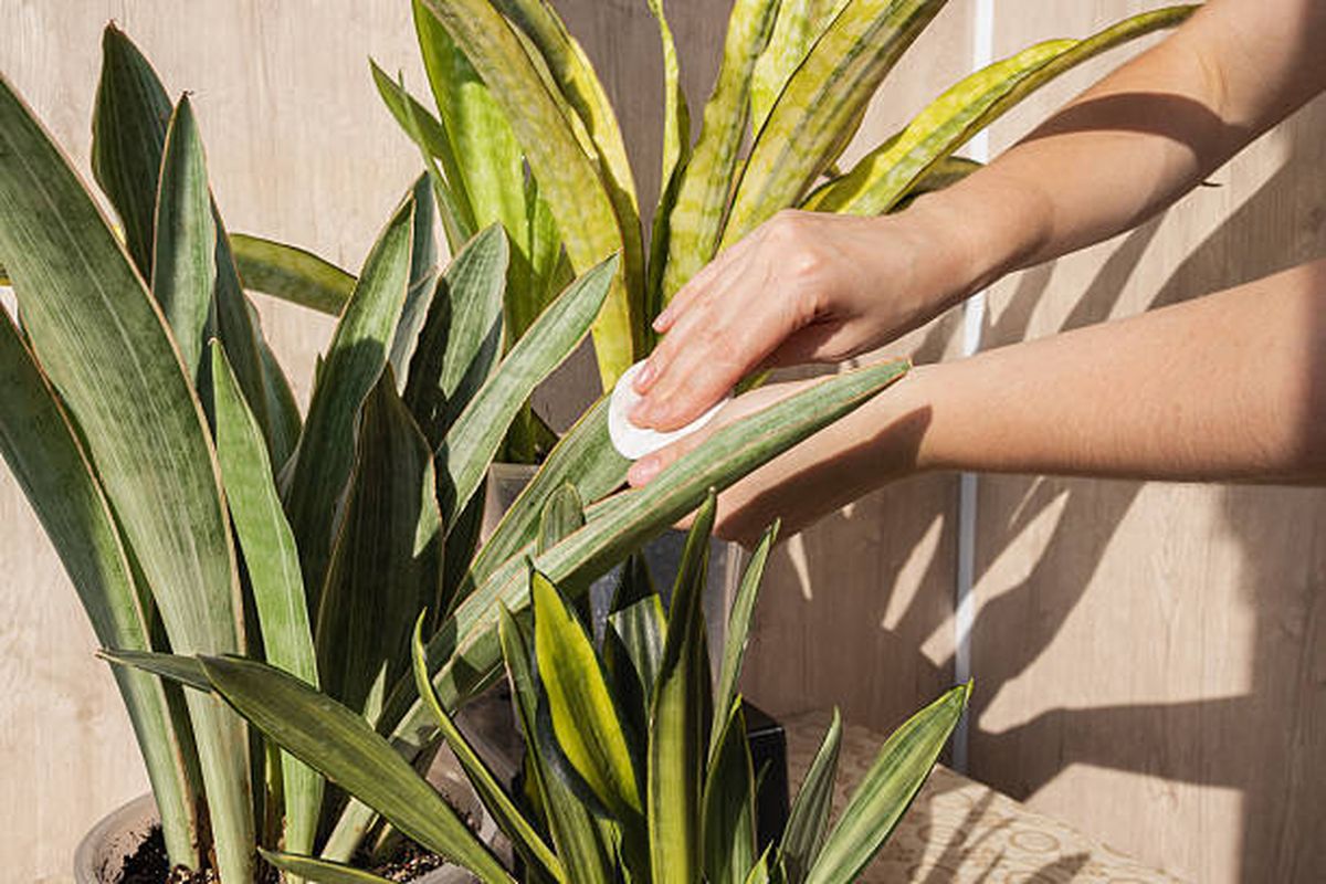 Cada cu&aacute;nto tiempo limpiar las hojas de la sansevieria o lengua de suegra.