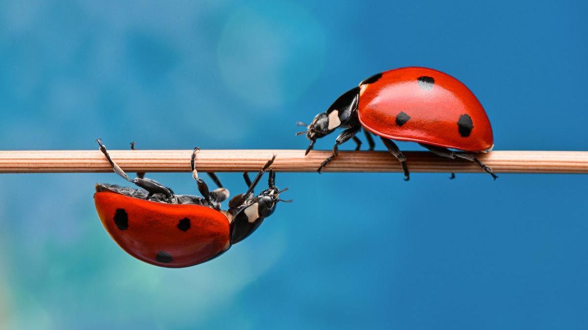 Catarinas o vaquitas de San Antonio. Catarinas o vaquitas de San Antonio.