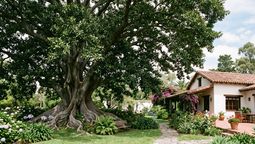 Este árbol requiere mucho espacio para crecer. Imagen: generada por IA Gemini. Este árbol requiere mucho espacio para crecer. Imagen: generada por IA Gemini.